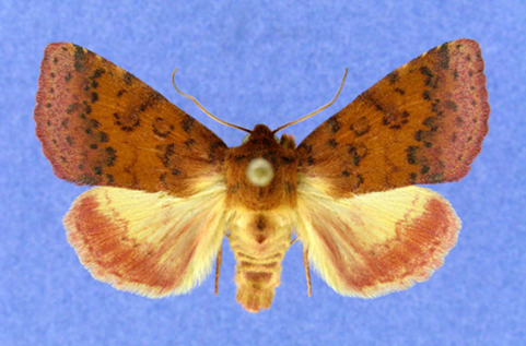 Species Feature: Orange Sallow Moth