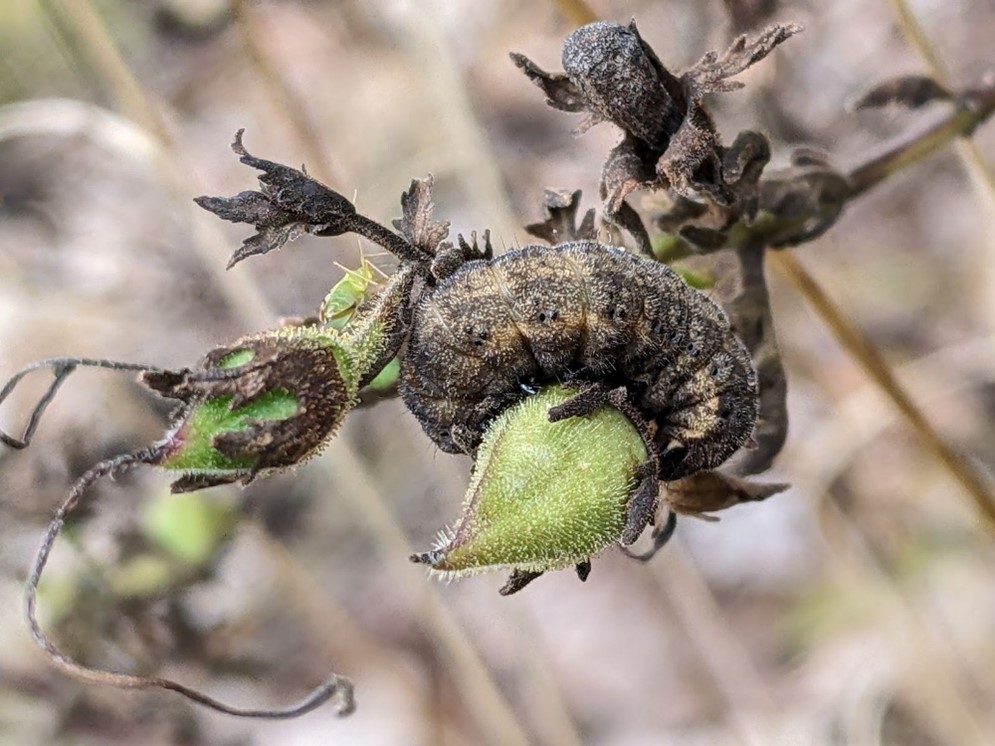 A fat, slightly fuzzy brown and gray caterpillar curls around the fuzzy green seed pod of a plant.