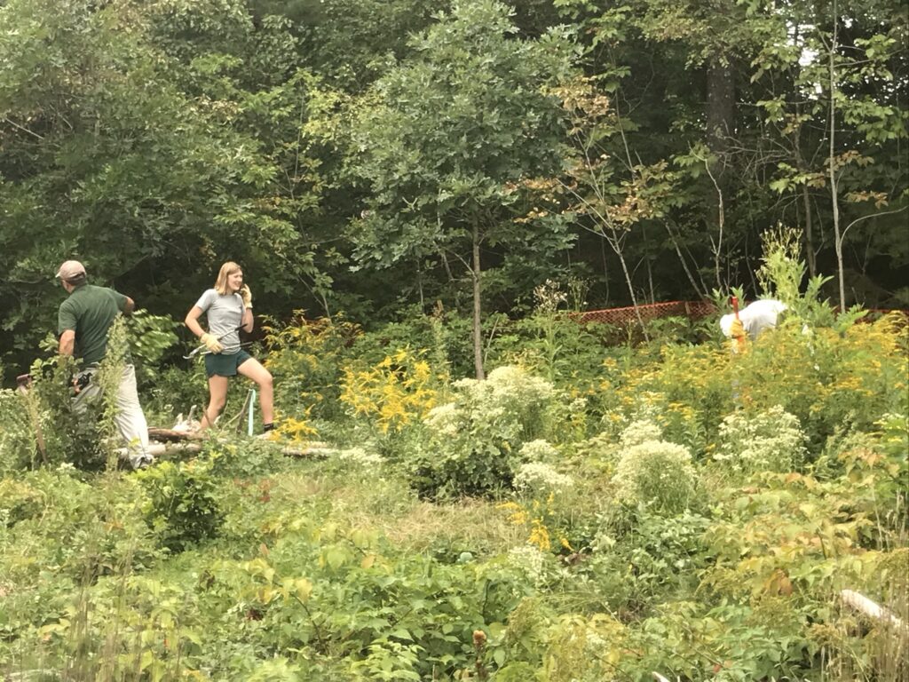 Three people stand amidst a tangle of hip-high plants, variously pulling and carrying armfuls of the plants around. White, yellow, and other flowers abound.