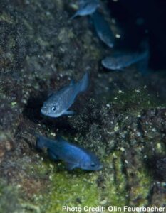 Five bluish-silver fish swim in various directions against the backdrop of a lumpy, algae-covered rock face.