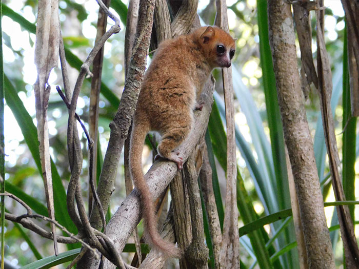 mouse lemur