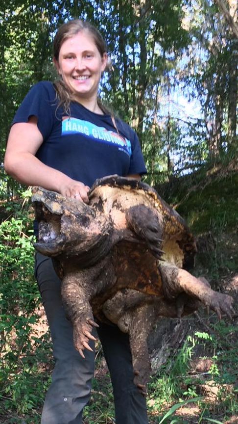 A smiling woman in a blue t-shirt and gray field pants holds up an enormous alligator snapping turtle at hip height with both hands. The turtle's belly is towards the camera, and it beak is open in a threat display.