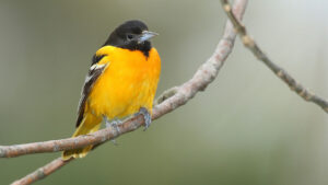 A Baltimore oriole, with black head, orange underside, and black and white wings, sits on a curved branch facing to the right in 3/4 profile.