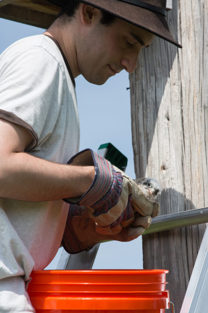 A white man with dark hair, a black wide-brimmed hat, and thick gloves holds a young falcon with white downy feathers and a confused expression. The man is looking down at the falcon while standing on a ladder leaned against a telephone pole with an orange bucket nearby. 