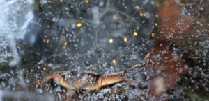 A spotted turtle, its black shell dotted by yellow, is just visible through a layer of bubbly ice. The turtle rests on dead leaves underwater, its head mostly pulled back into its shell.