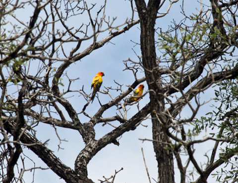 Two colorful parrots with orange heads, yellow bodies, and green wings and tails perch together in a twisted tree against a backdrop of blue sky.