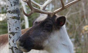 The head and shoulders of an adult reindeer, antlers on full display, as the animal sniffs the bark of a small tree.