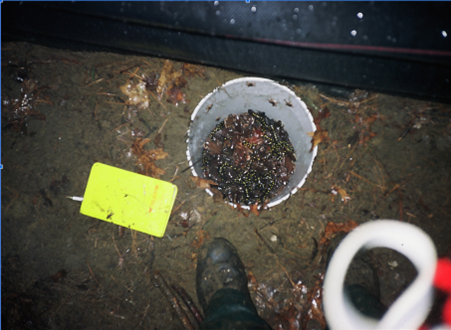 A top-down view into a white five-gallon bucket buried up to its rim at the edge of a black silt fence. The bucket is teeming with shiny amphibians, some of which are climbing up the sheer sides.