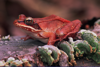 A reddish-brown frog with golden eyes and a dark brown "mask" pattern sits on a log with small green fungus brackets below its feet.