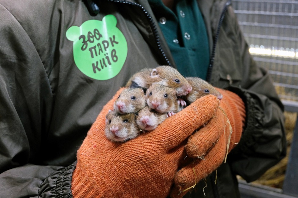 A person wearing a brown jacket with a green Kyiv Zoo logo holds six baby hamsters in cupped, orange-gloved hands. 