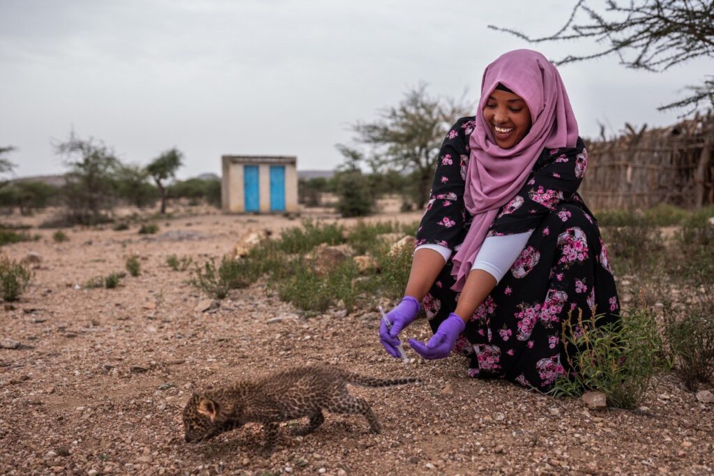 A Somali woman in a lavender hijab and black-and-purple floral print dress smiles as she kneels on the ground, watching a small cheetah cub she has just released from her gloved hands.