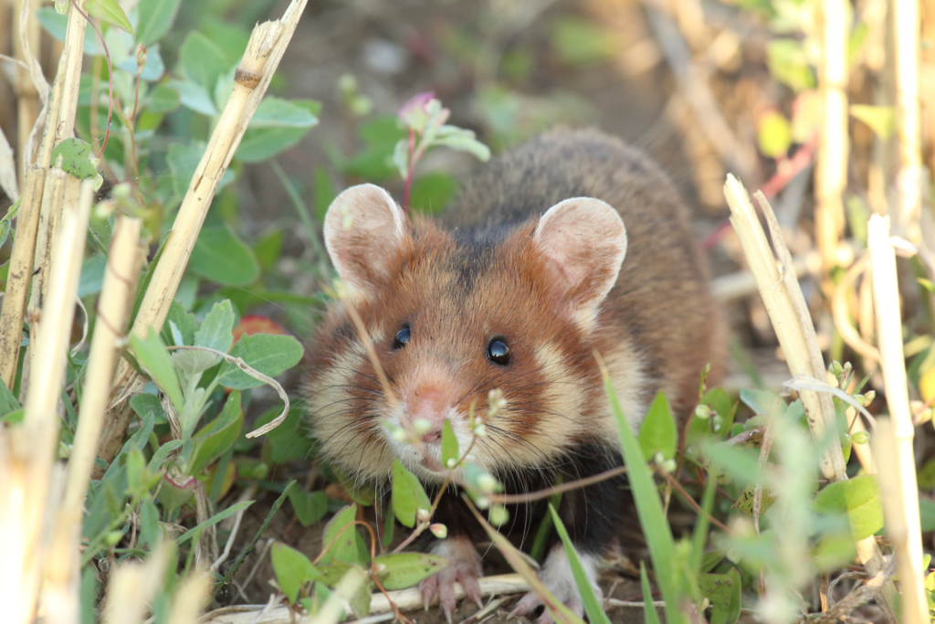 A large brown hamster with white facial markings, brown eyes, and big round ears faces the camera amidst grasses and short herbs.