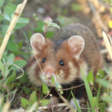 War and Hamsters: Saving a Critically Endangered Species in Ukraine