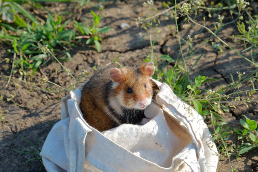 A brown hamster with white and black face and neck markings sits in a rumpled linen bag, its head and shoulders poking out of the bag as it surveys its surroundings of plants and soil.