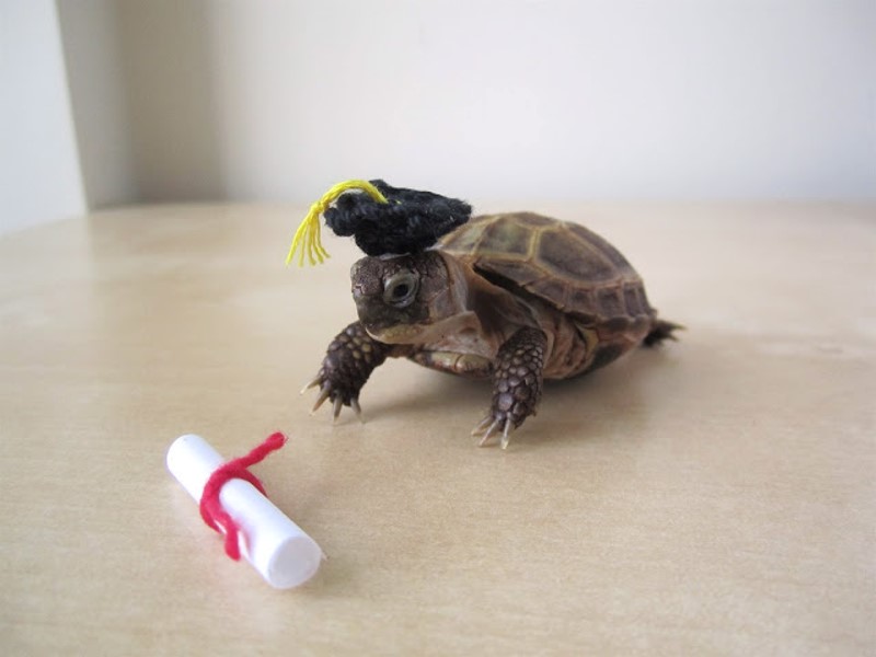 A small tortoise wearing a crochet graduation cap and sitting on a wooden table. A small diploma scroll tied with red yarn sits in front of the tortoise.