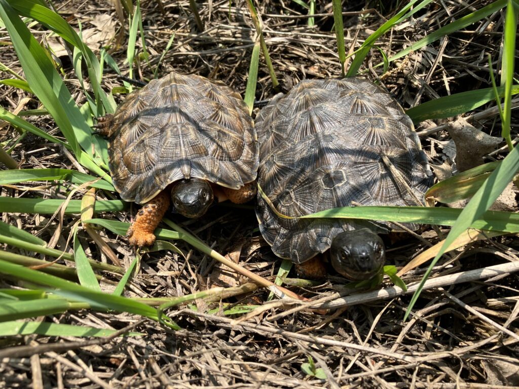 Two wood turtles, sit side by side facing the camera. The one on the left is paler and smaller than the one on the right. Both are sitting amidst reed canary grass in bright sunshine.