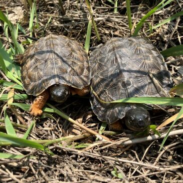 CSI: Wood Turtles