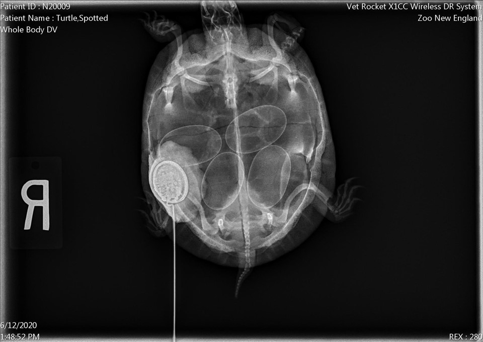 A black radiograph showing the white outline of a spotted turtle's body, including the oval shapes of four eggs inside her abdomen and the radio attached to the left side of her shell.