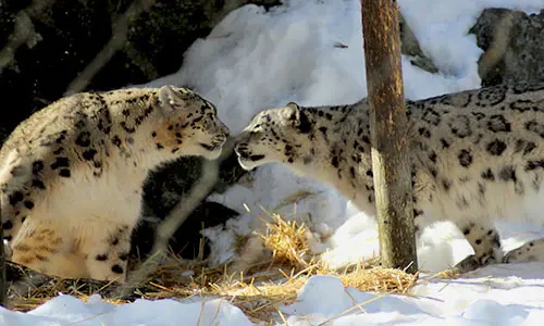 Zoo New England’s New Sabin Snow Leopard Grants Program