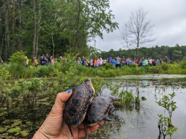 A hand with blue-edged nails holds two palm-sized baby Blanding's turtles up against a backdrop of swamp. In the background on shore, dozens of students wave enthusiastically to the turtles.