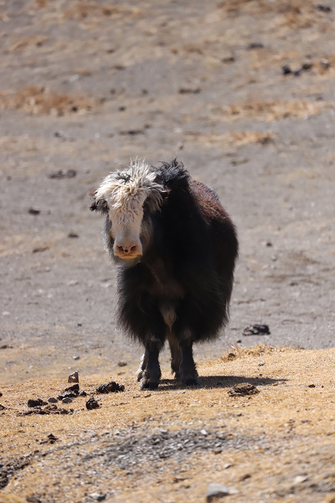 Domestic yak