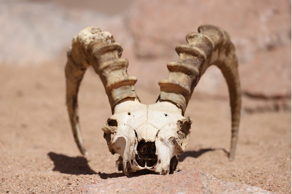 Ibex skull