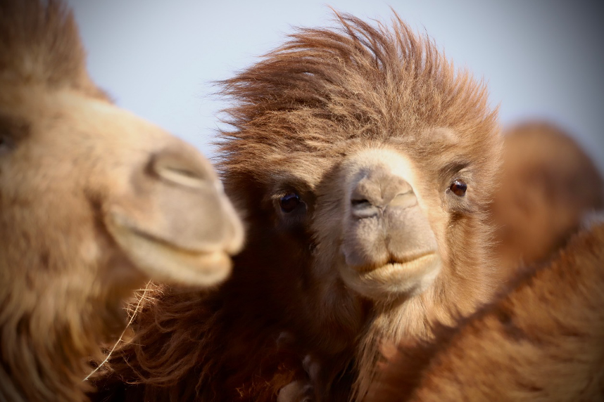 Domestic Bactrian camel