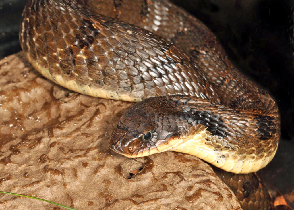 A dark brown snake with black bands and creamy belly rests its chin on a rock, in 3/4 profile. Its snout is subbed and blunt.