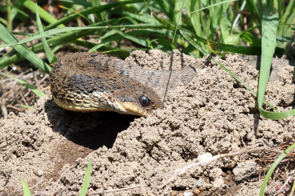 Covered in a thin layer of soil, a hognose snake curves its head back along its body to scoop a mass of loose dirt with its nose against a backdrop of turned earth and grass,