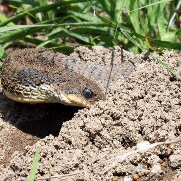 Hognose Happenings