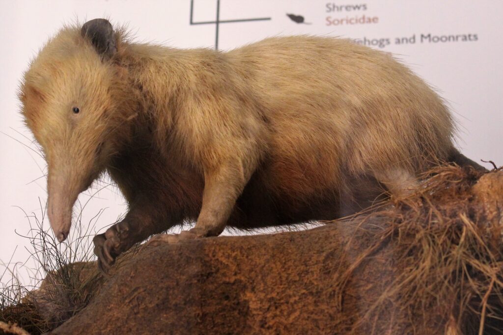 A taxidermy mount of a Cuban solenodn, a guinea-pig sized, rat-shaped mammal with light brown fur, tiny black eyes, and a long snout like a tapir.