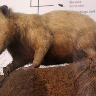 It’s a mouse! It’s a rat! It’s a…solenodon?