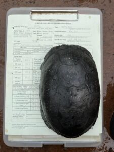 The large, dark shell of a turtle on a clipboard with paper data sheet including the turtle's weight and other measurements. Only the shell is visible as the turtle has withdrawn inside.