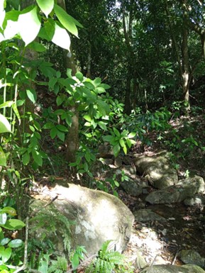 A shady tropical forest, with dappled sunlight on rocky ground and several broadleaf trees and vines