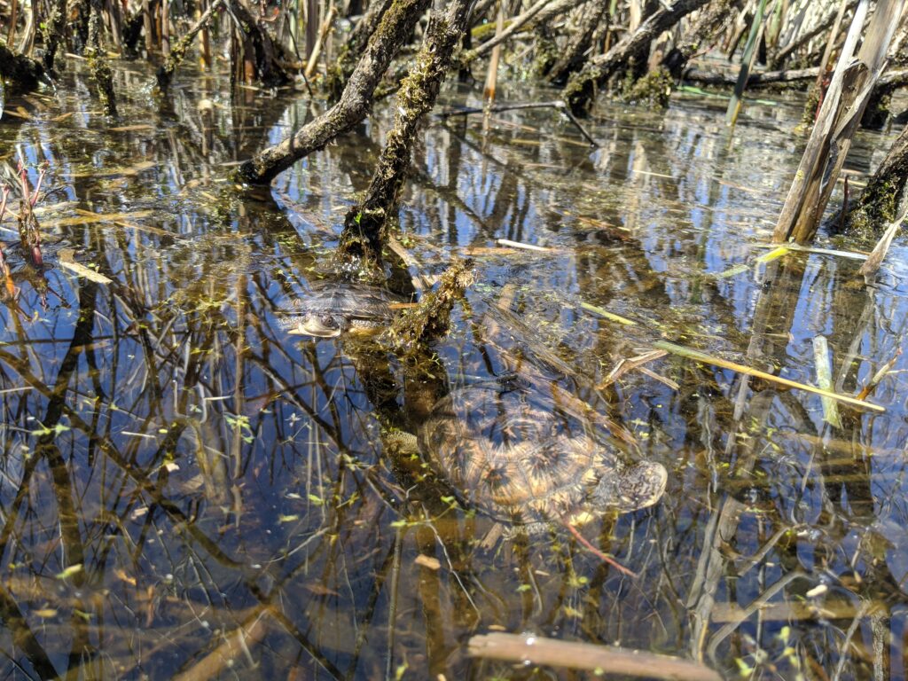 Two small turtles with brown patterned shells swim just below the water's surface at angles to the camera. Below and above the surface are tangled plants and woody stems.