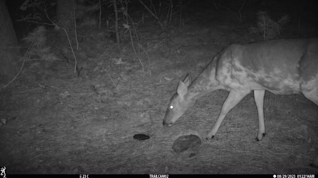 A black and white night filtered photo of a white-tailed deer entering the frame from the right, its head and nose extended curiously towards a fake turtle shell on the ground. Its eye shines white with reflected light.