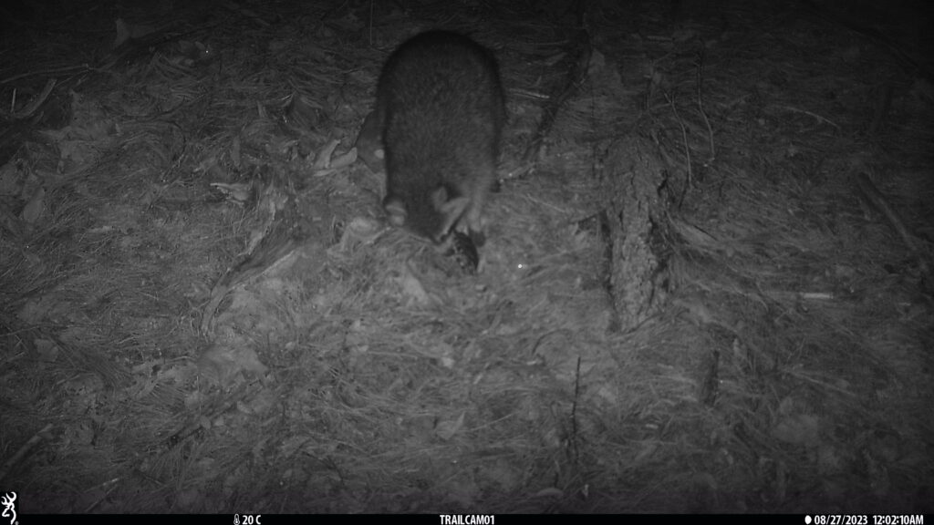 A black-and-white night filter photo of a raccoon with both of its forepaws on a fake turtle shell, rolling it over on the ground.