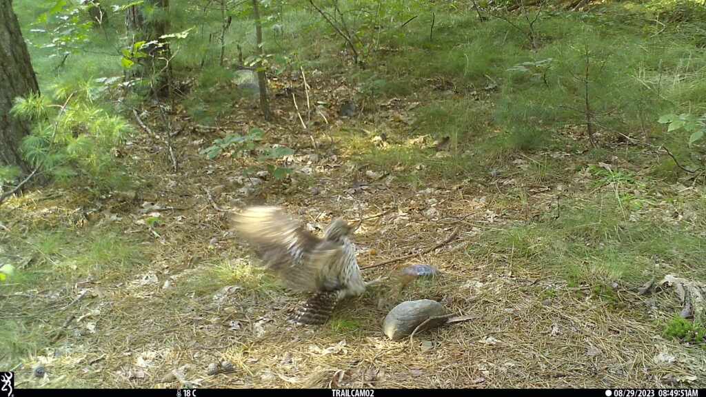 A juvenile red-shouldered hawk with both wings spread and talons extended just a foot away from a fake turtle on the forest floor.