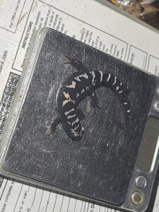 A marbled salamander sitting on a small metal scale being weighed. A paper data sheet is visible in the background.