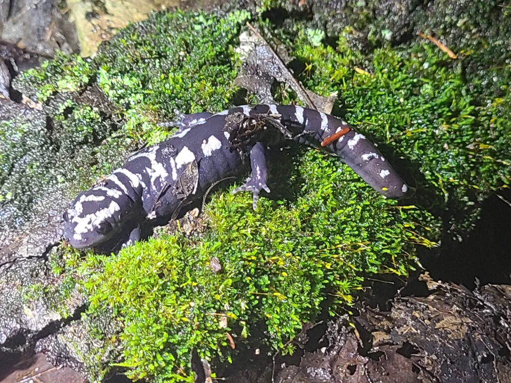 A marbled salamander sitting on a small patch of moss and looking at the camera in 3/4 profile.