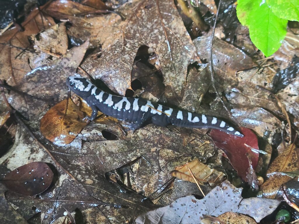 A marbled salamander, its back dark gray with wide white bands, sits on wet fallen leaves and peers skyward, facing left.