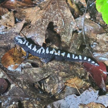 Marbled Salamanders Have Returned!