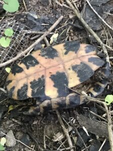 A turtle shell belly-up to the camera, its colors faded, with black splotches on a pale yellow background. The backdrop is old chickenwire, dirt, refuse, and small plants.