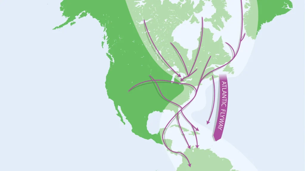 A map showing North America in green and slender purple arrows tracing routes to and along the Atlantic coast heading south across the Gulf of Mexico and Caribbean to Central and South America.