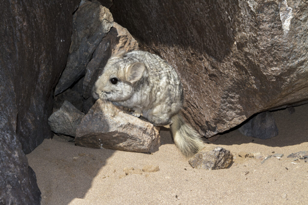 A chinchilla perches on a small rock above the sandy ground, crouching as though to hide, its black eye open in side profile.