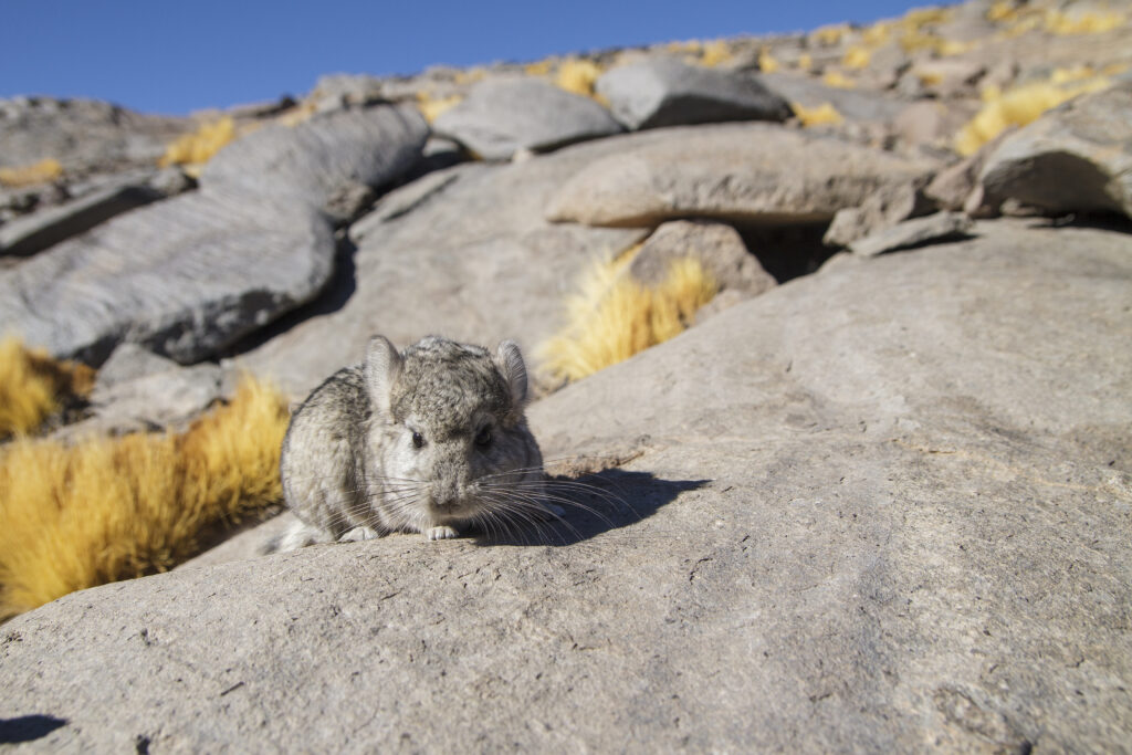 A gray-furred chinchilla sits on a large rock against a backdrop of dry yellow grass, large boulders, and blue sky.