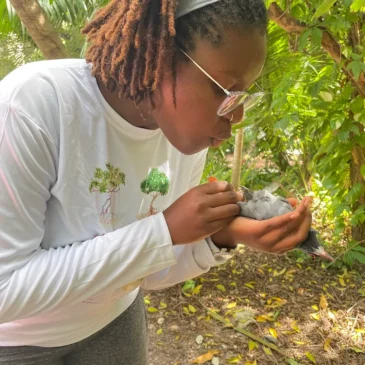 Partnering to Save Caribbean Birds