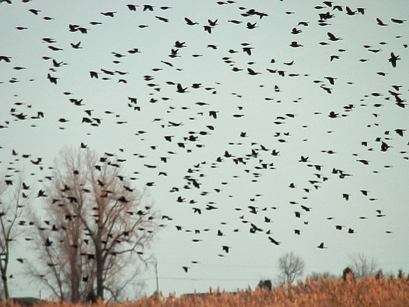 Hundreds of blackbirds fly together over a brown field with leafless trees in the background.