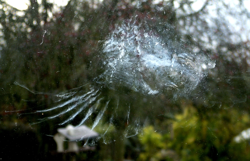 A clear window showing the distinct whitish imprint of a bird's wing and its rounded body after a collision