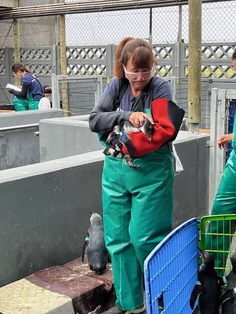 Two side-by-side pictures of women wearing teal gaiters, long rubber gloves, and plastic safety glasses cradling penguins in their arms with a hand resting on the penguin's head to keep it steady.